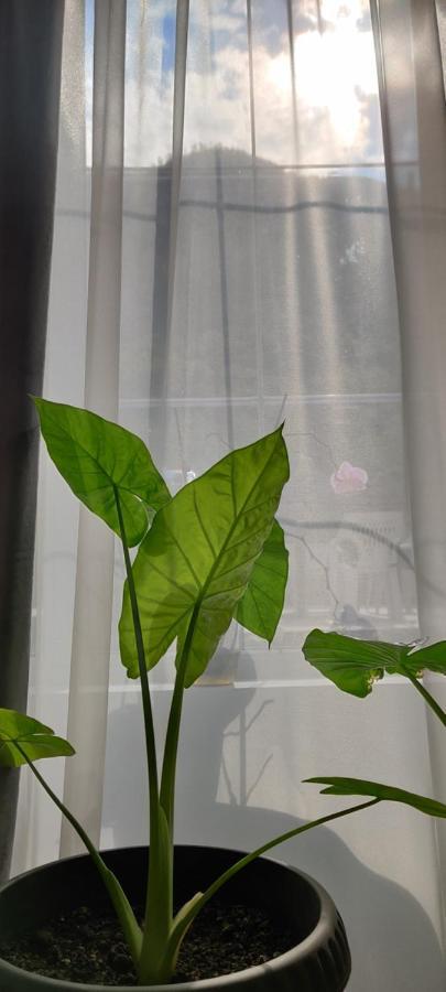 Casa Narcisa 호텔 바일레헤르쿨라네 외부 사진